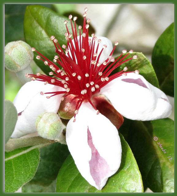 Pineapple guava bloom ...