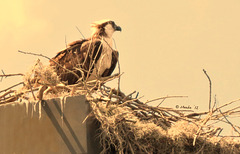 Osprey observing ..