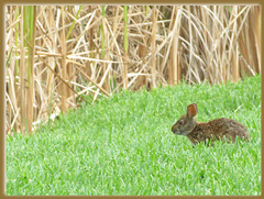 Hare for  . .