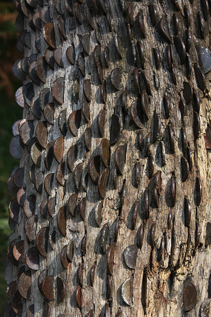 Dead tree, old coins