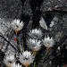 Blumen auf dem Plateau des Tafelberges