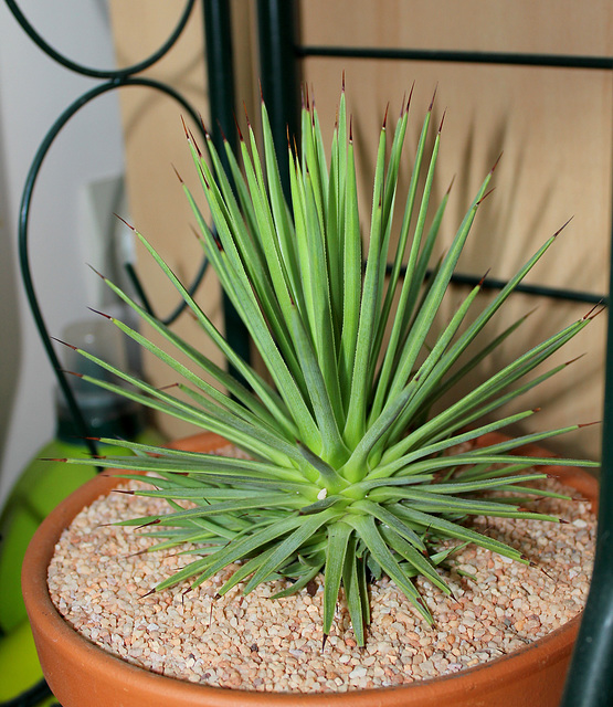 Agave stricta (2)