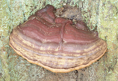 Hoof Fungus or possibly Tinder Bracket