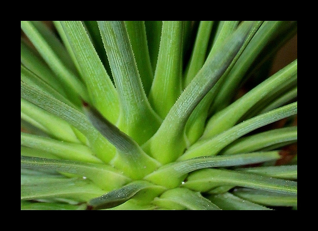Agave stricta (3)