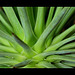 Agave stricta (3)