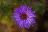 20111031 6775RAw [D~LIP] Blütenpflanze, UWZ, Bad Salzuflen