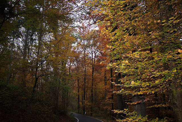 20111031 6757RWw [D~LIP] Herbstwald, Bad Salzuflen