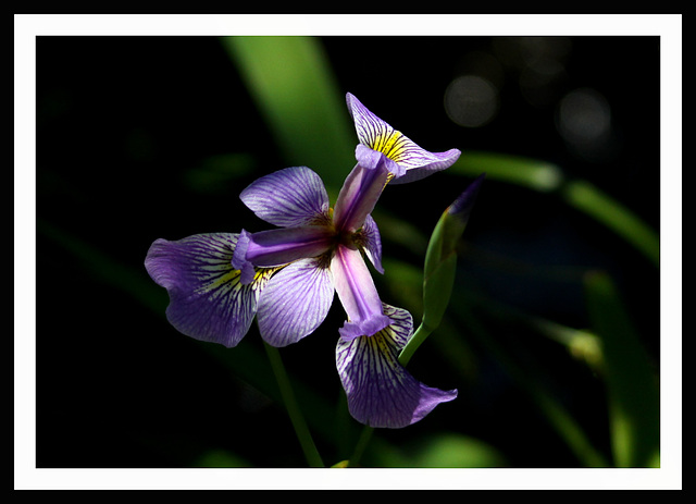 Iris d'eau