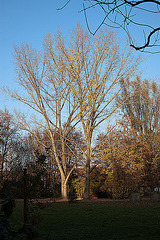 20111112 6907RAfw Baum [HF]