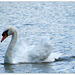 - one Swan a swimming