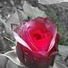 une rose pour tout mes amis