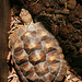 L.A. County Fair - African Tortoise (0617)