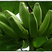 we have Bananas !  --- green ones --