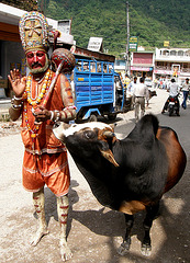 Hanuman and bovine accomplice
