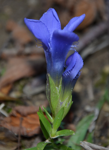 Fleur bleue