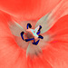 Vision de tulipe