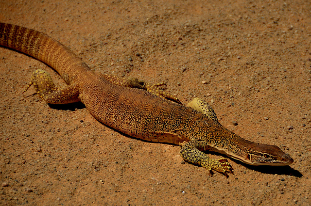 Juvenile Goanna- 60cm