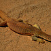 Juvenile Goanna- 60cm