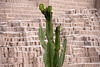 Cactus and adobe