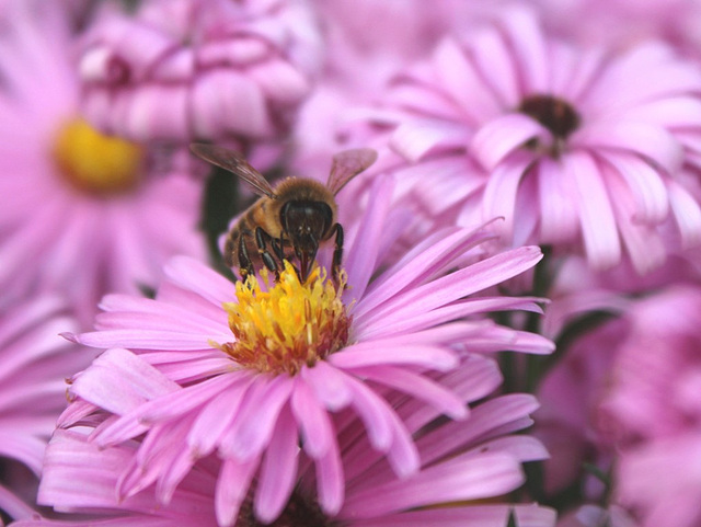 abeille sur Aster dumosus