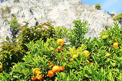 Apfelsinenbaum in Limone