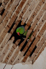 Looking up: parrot in the ceiling.
