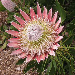 Königs-Protea (Protea cynaroides)