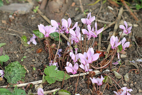 Cyclamen de Naples Cyclamen de Naples