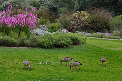 Kirstenbosch  Botanical Garden ZA