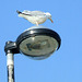 Gull on a Lamp Post