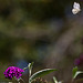 20110821 6449RAw [D~LIP] Kohlweißling, Schmetterlingsstrauch, Bad Salzuflen