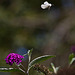 20110821 6448RAw [D~LIP] Kohlweißling, Schmetterlingsstrauch (Buddleja davidii 'Royal Red'), Bad Salzuflen