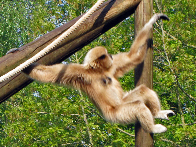 IMG 2489 Weißer Gibbon
