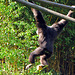 IMG 2508 Dunkler Gibbon