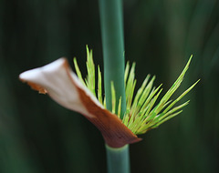 Restionaceae