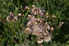 20110924 6547RAw [D~LIP] Blütenpflanze ?????, UWZ, Bad Salzuflen