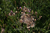 20110924 6546RAw [D~LIP] Blütenpflanze ?????, UWZ, Bad Salzuflen