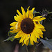 20110924 6531RAw [D~LIP] Sonnenblume, UWZ, Bad Salzuflen