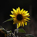 20110924 6529RAw [D~LIP] Sonnenblume, UWZ, Bad Salzuflen