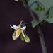 20110924 6528RAw [D~LIP] Schwarzer Nachtschatten (Solanum nigrum9, UWZ, Bad Salzuflen