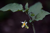 20110924 6527RAw [D~LIP] Schwarzer Nachtschatten (Solanum nigrum), UWZ, Bad Salzuflen