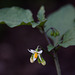 20110924 6527RAw [D~LIP] Schwarzer Nachtschatten (Solanum nigrum), UWZ, Bad Salzuflen
