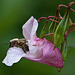20110924 6524RAw [D~LIP] Honigbiene, Drüsiges Springkraut, UWZ, Bad Salzuflen