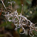 20110924 6516RAw [D~LIP] Zottiges-Weidenröschen (Epilobium hirsutum), [Onagraceae], UWZ, Bad Salzuflen