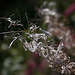 20110924 6515RAw [D~LIP] Zottiges-Weidenröschen (Epilobium hirsutum), [Onagraceae], UWZ, Bad Salzuflen