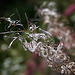 20110924 6514RAw [D~LIP] Zottiges-Weidenröschen (Epilobium hirsutum), [Onagraceae], UWZ, Bad Salzuflen