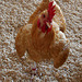 L.A. County Fair Chicken (0761)