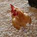 L.A. County Fair Chicken (0764)