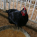 L.A. County Fair Chicken (0767)