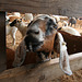 L.A. County Fair Goat (0663)